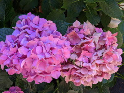 Pink Flowers Kristy IMG 20200810 131521 1