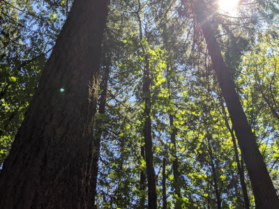 Tall Trees Kristy IMG 20200810 134217