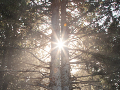 Tall Trees Pexels Jacob Colvin 2031272