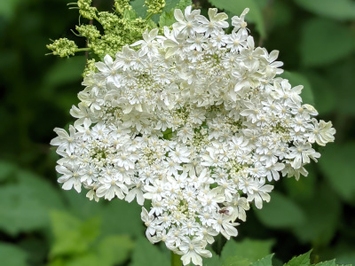 White Flower Kristy PXL 20210521 192314278.PORTRAIT